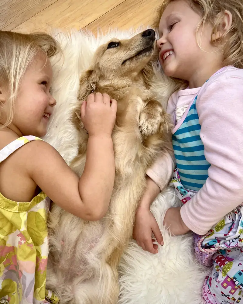 Child cuddling a cream dachshund