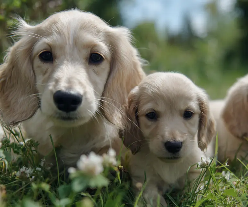 Cream with Clover dachshunds on the homestead