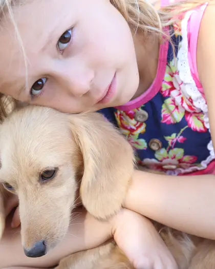 Child hugging a cream dachshund