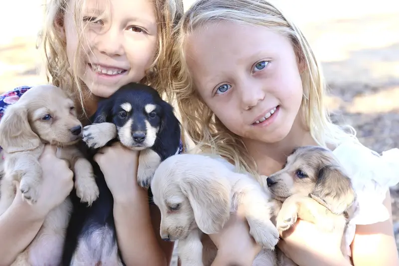 Children holding Cream with Clover puppies