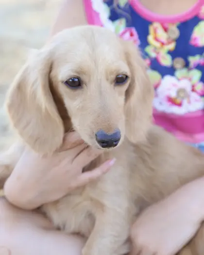 Penelope, Cream with Clover mama