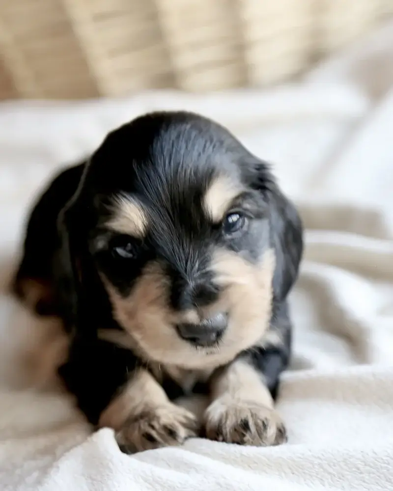 Arlo, Black & Cream male mini dachshund puppy