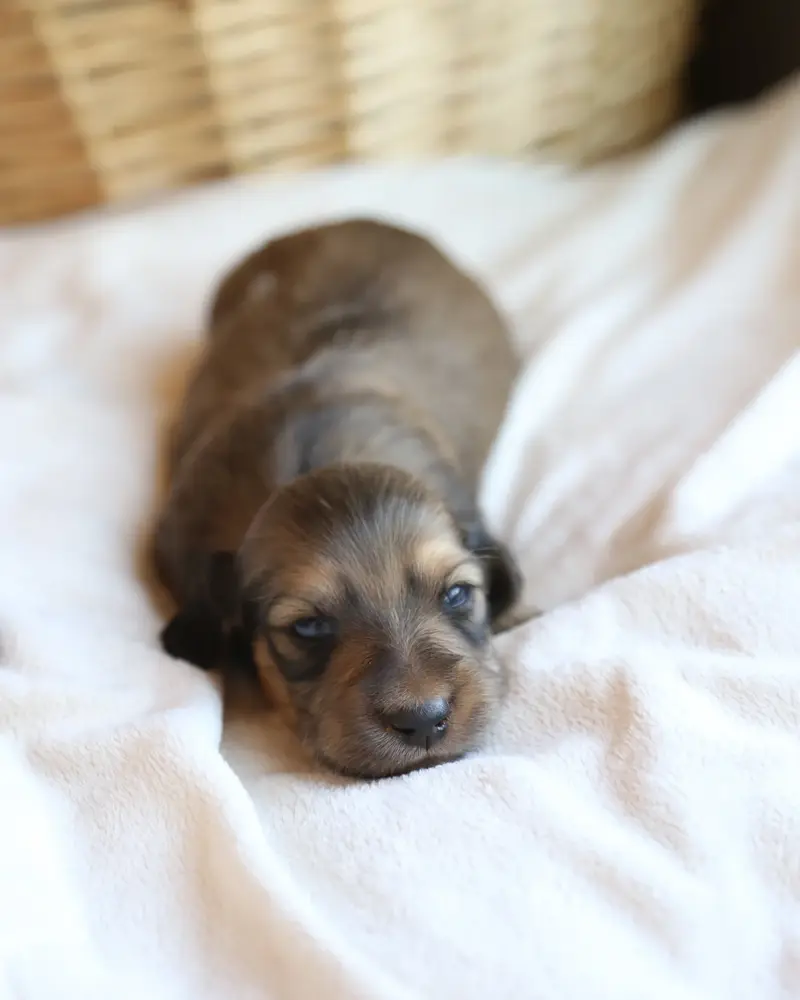 Doc, Shaded Cream male mini dachshund puppy