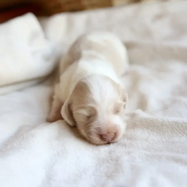 Dolly, Clear Cream Piebald female mini dachshund puppy (1+ week old photo)