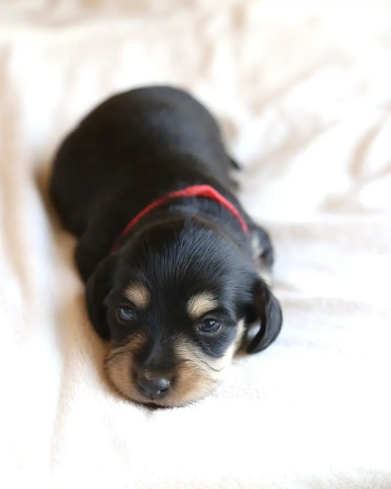 Josie, Black & Cream female mini dachshund puppy