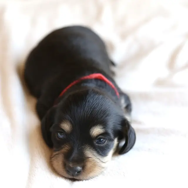 Josie, Black & Cream female mini dachshund puppy (3 week old photo)