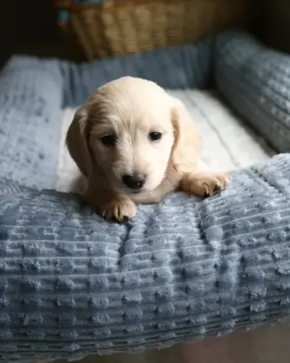 Cherry, Clear Cream puppy from a 2025 litter