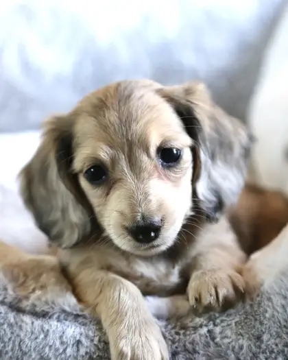 Daisy, Cream Dapple puppy from a 2025 litter