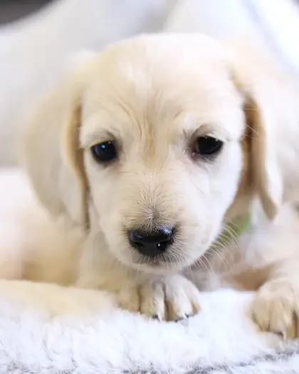 Finn, Clear Cream puppy from a 2025 litter
