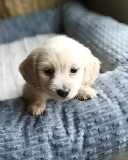 Honey, Clear Cream puppy from a 2025 litter