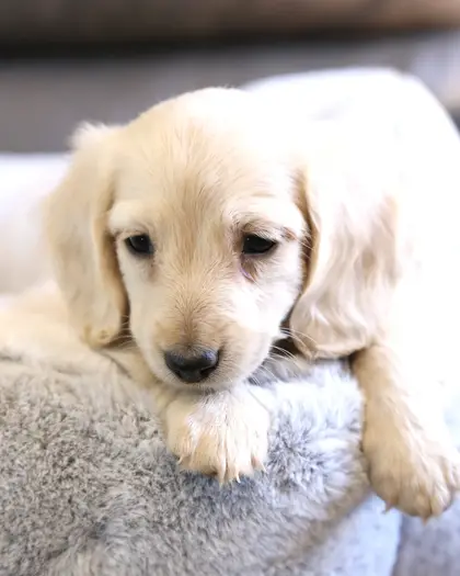 Huck, Clear Cream puppy from a 2025 litter