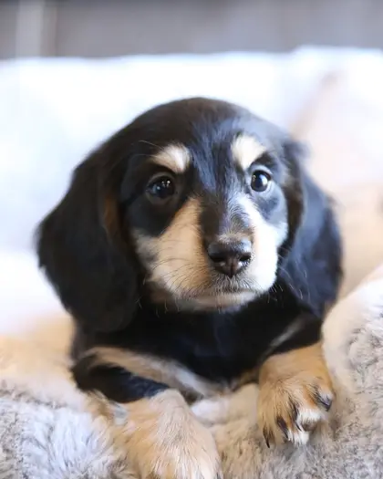 Lacey, Black & Cream puppy from a 2025 litter