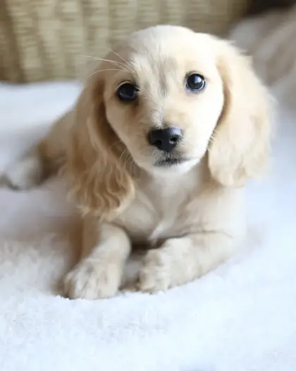Lily, Clear Cream puppy from a 2025 litter