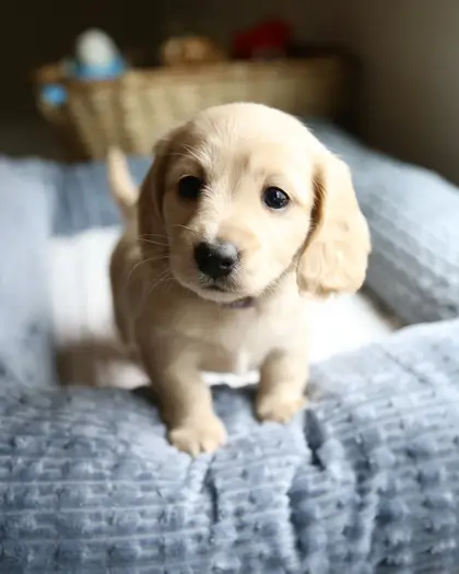 Maple, Clear Cream puppy from a 2025 litter