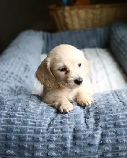 Meadow, Clear Cream puppy from a 2025 litter