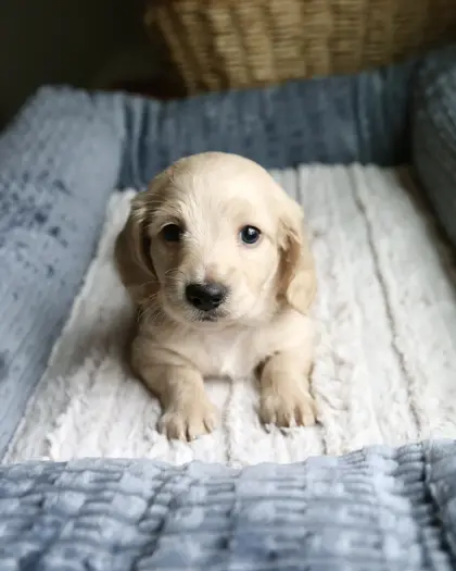 Otis, Clear Cream puppy from a 2025 litter