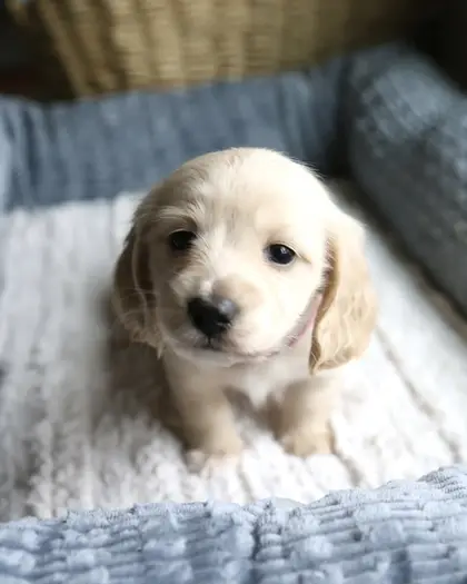 Petal, Clear Cream puppy from a 2025 litter
