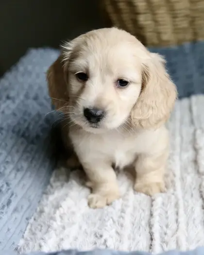 Poppy, Clear Cream puppy from a 2025 litter