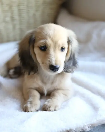 Rose, Shaded Cream puppy from a 2025 litter