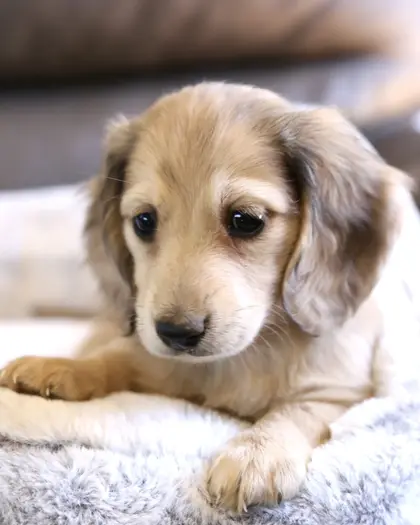 Rusty, Cream Dapple puppy from a 2025 litter