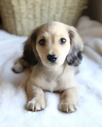 Timber, Shaded Cream puppy from a 2025 litter